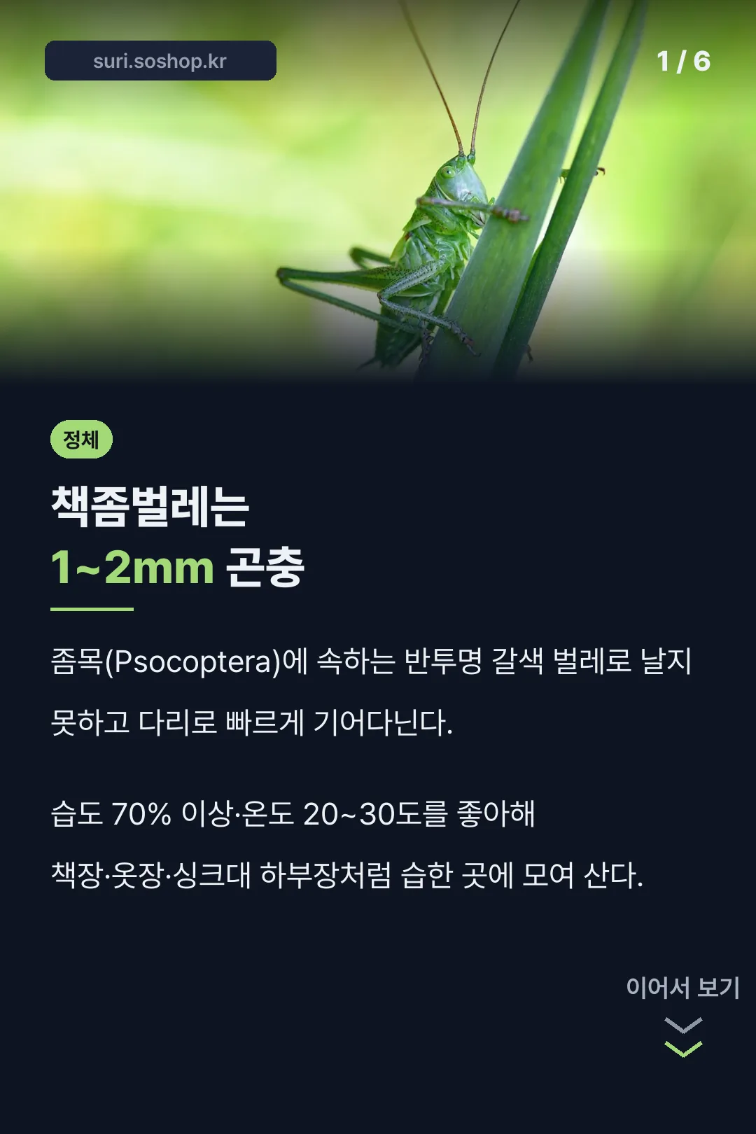 책좀벌레 1~2mm 정체