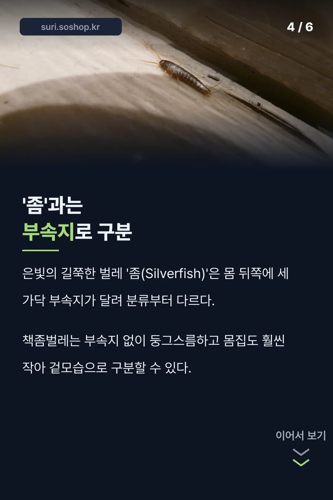 좀(실버피쉬)과의 차이