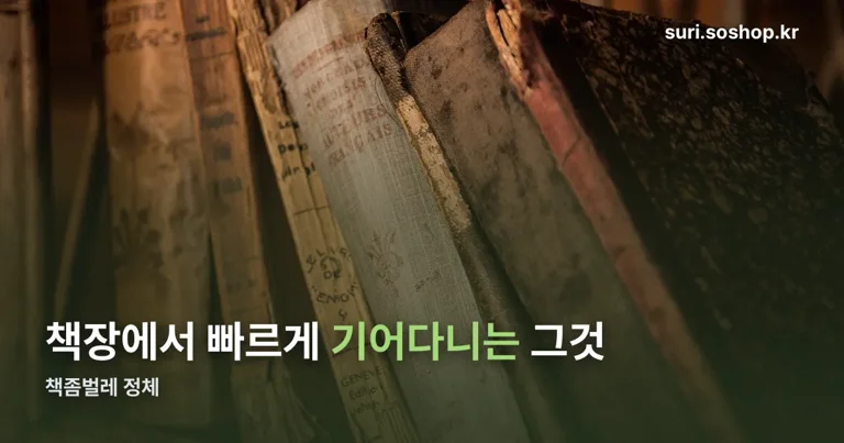 책좀벌레 정리 썸네일