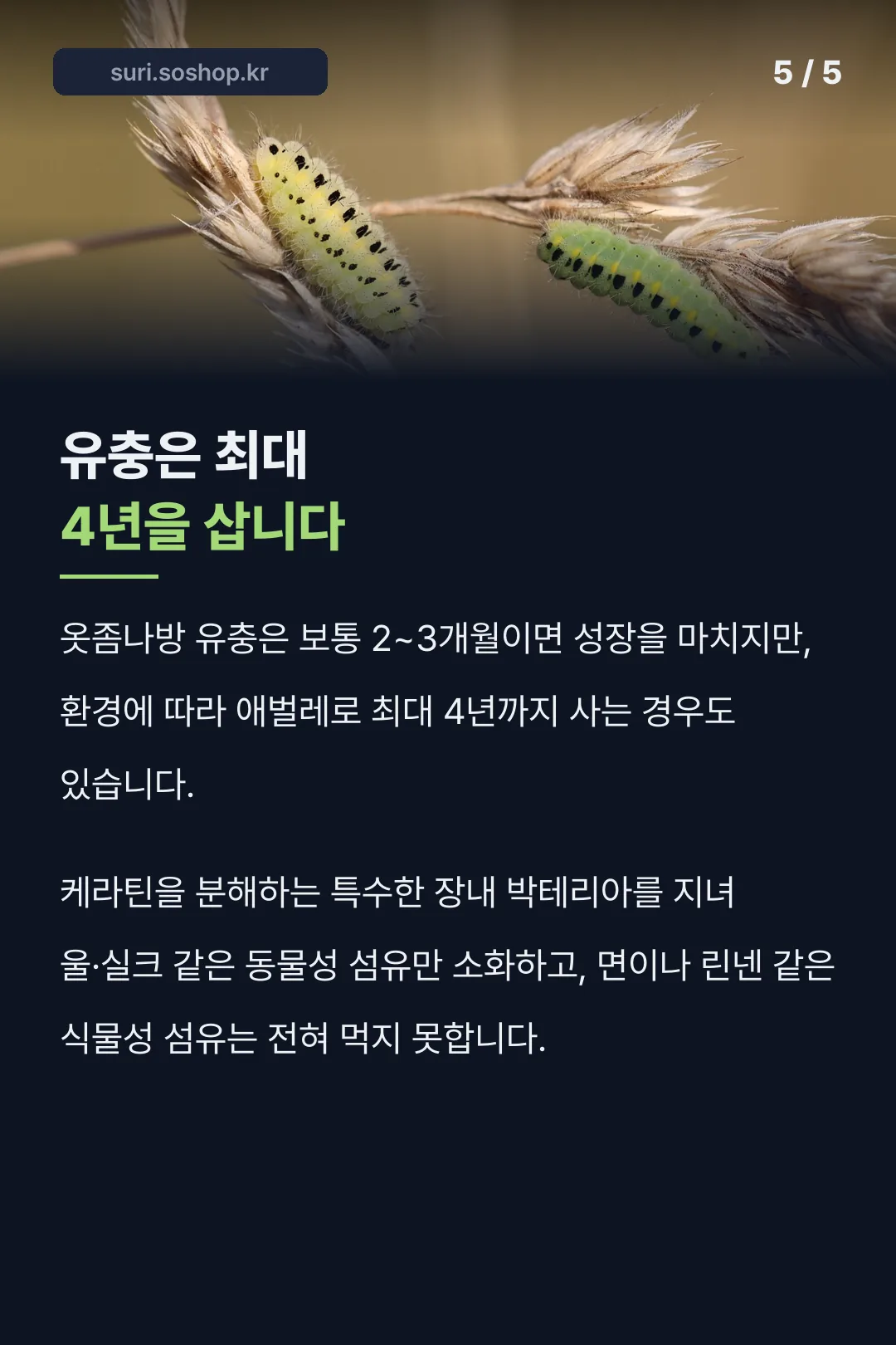 유충은 최대 4년을 산다