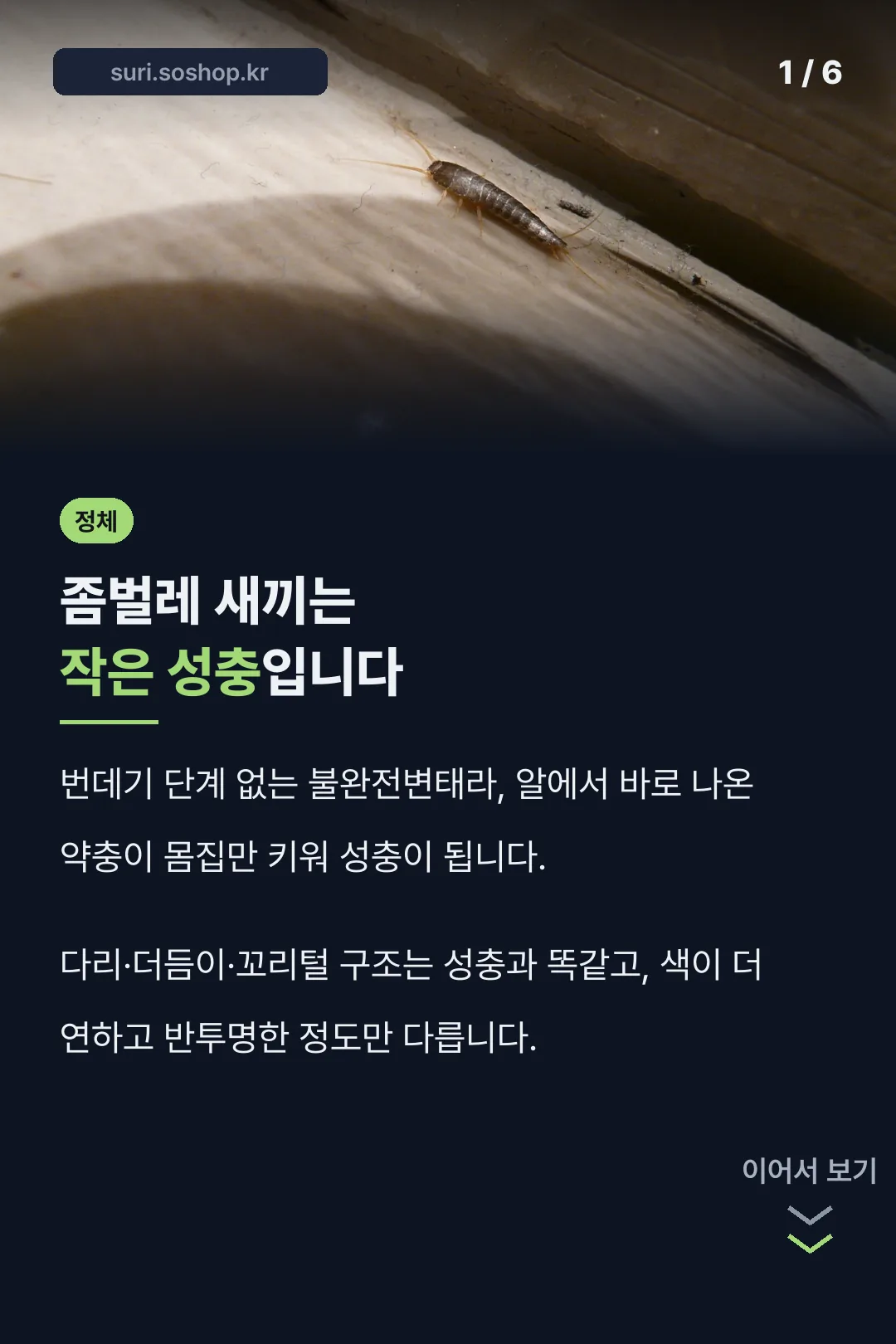 좀벌레 새끼는 작은 성충
