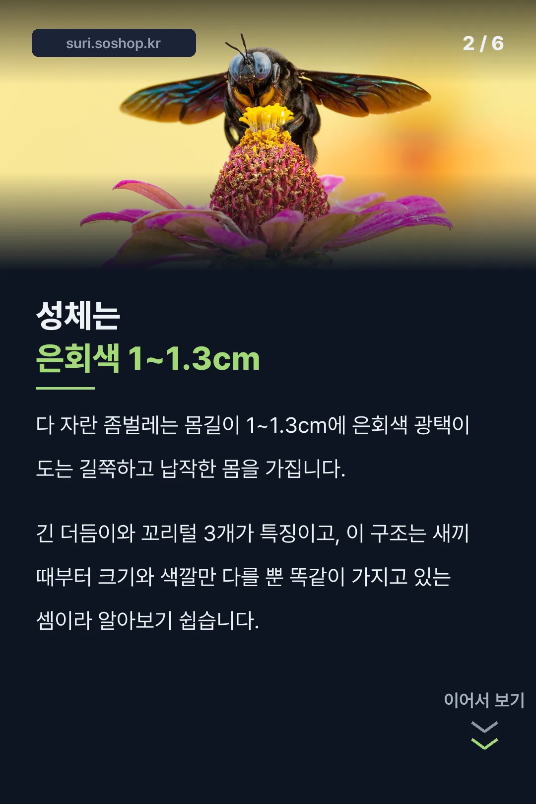 성체 은회색 1~1.3cm