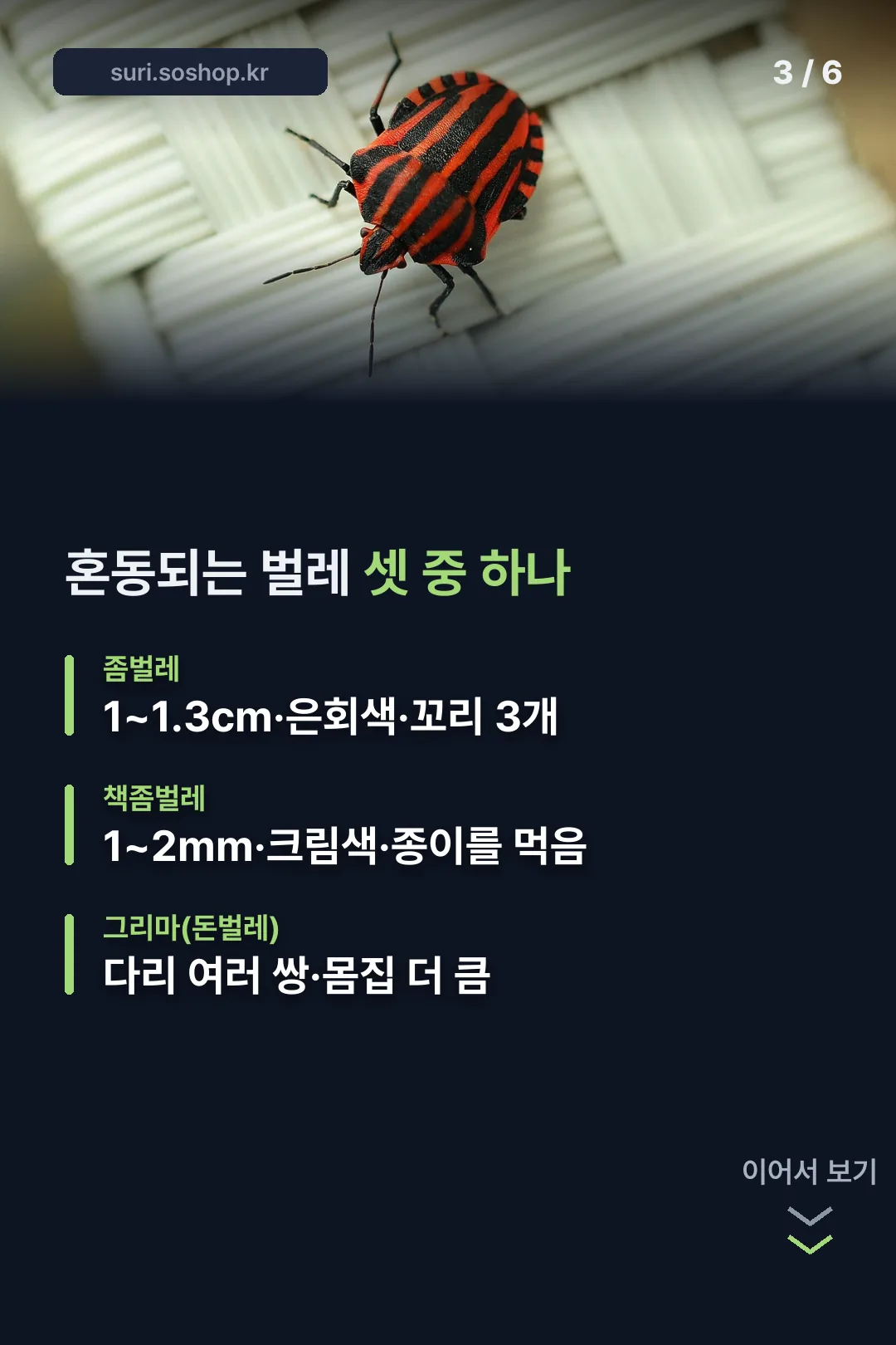 혼동되는 벌레 비교