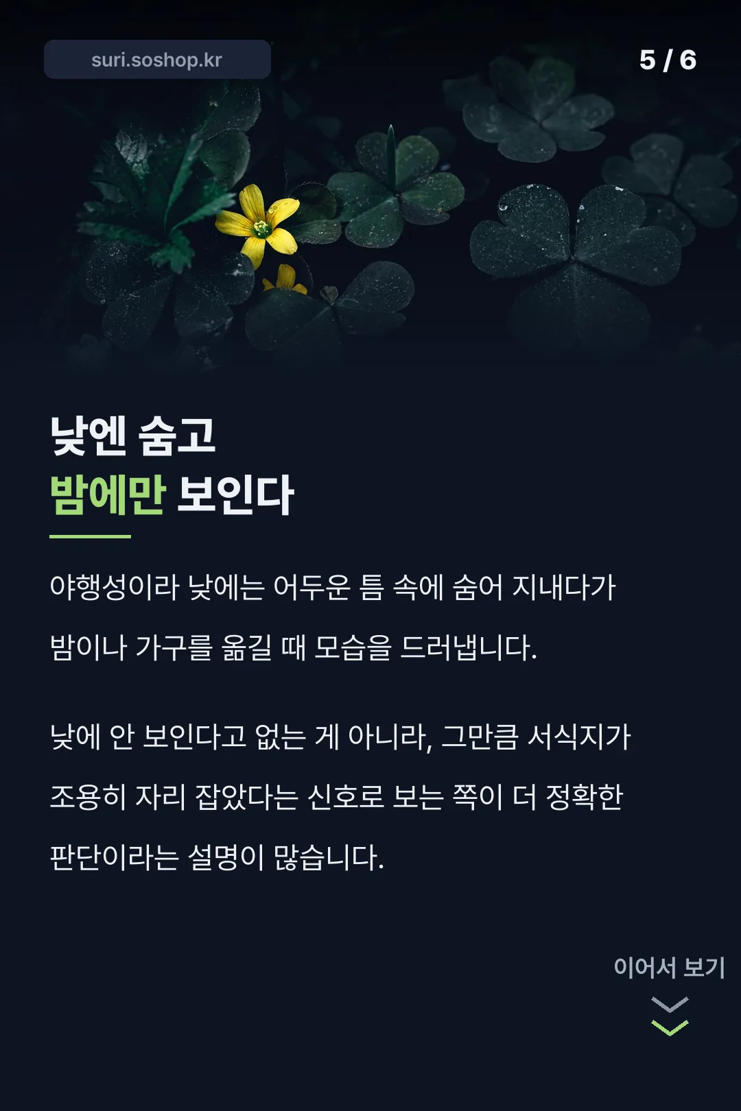 야행성이라 밤에만 보임