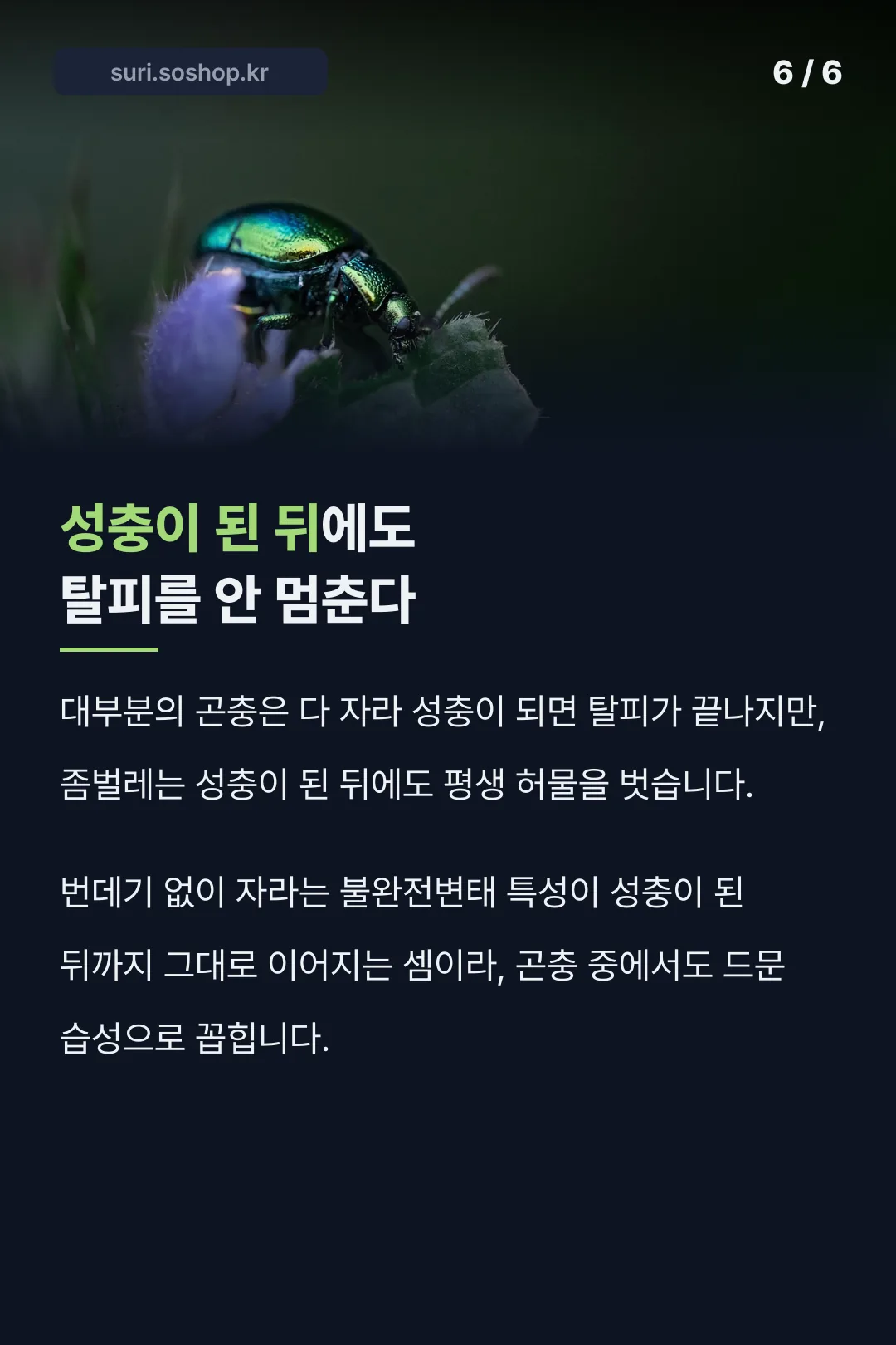 성충 된 뒤에도 탈피