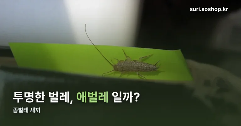 좀벌레 새끼 정리 썸네일