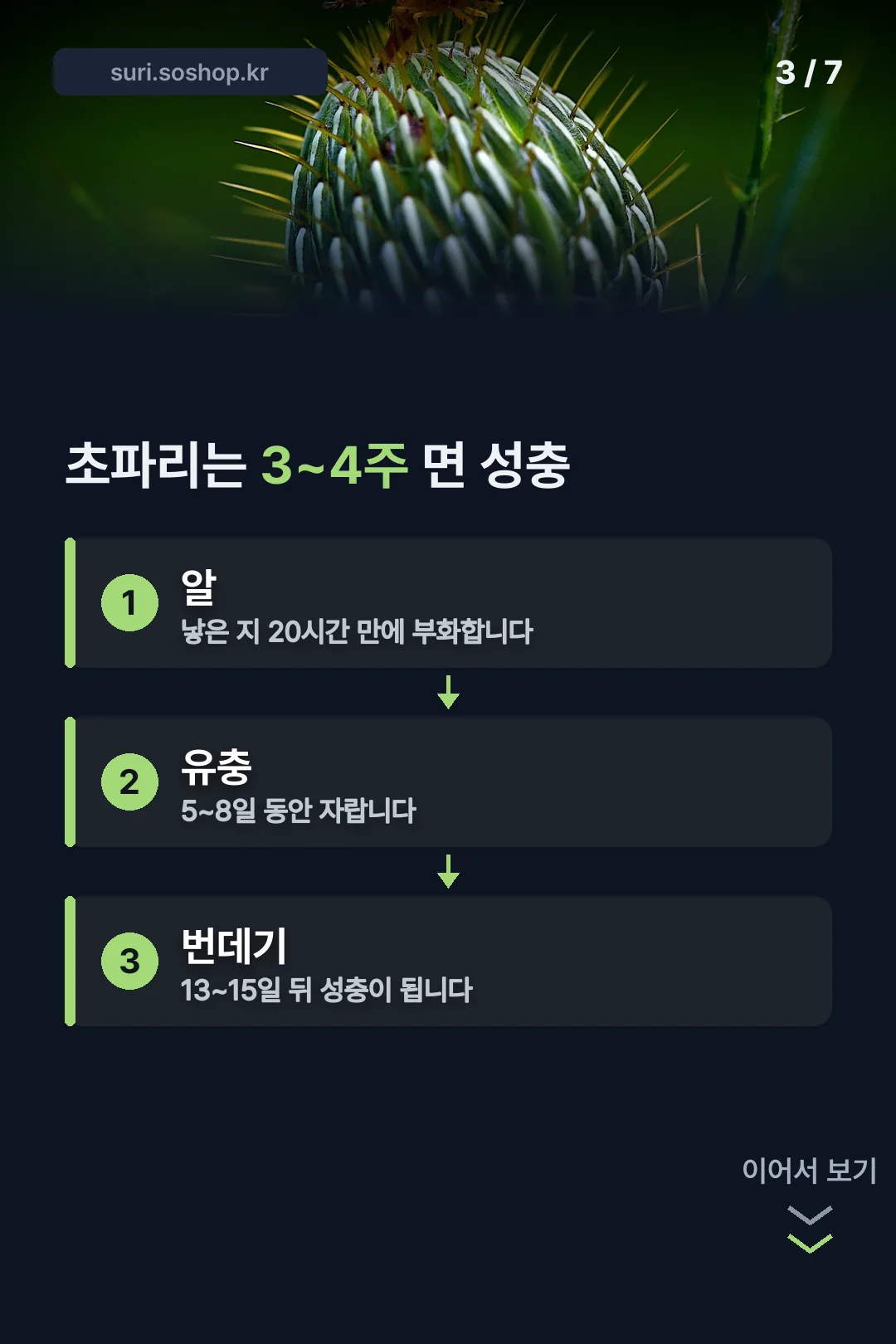 초파리 생애주기