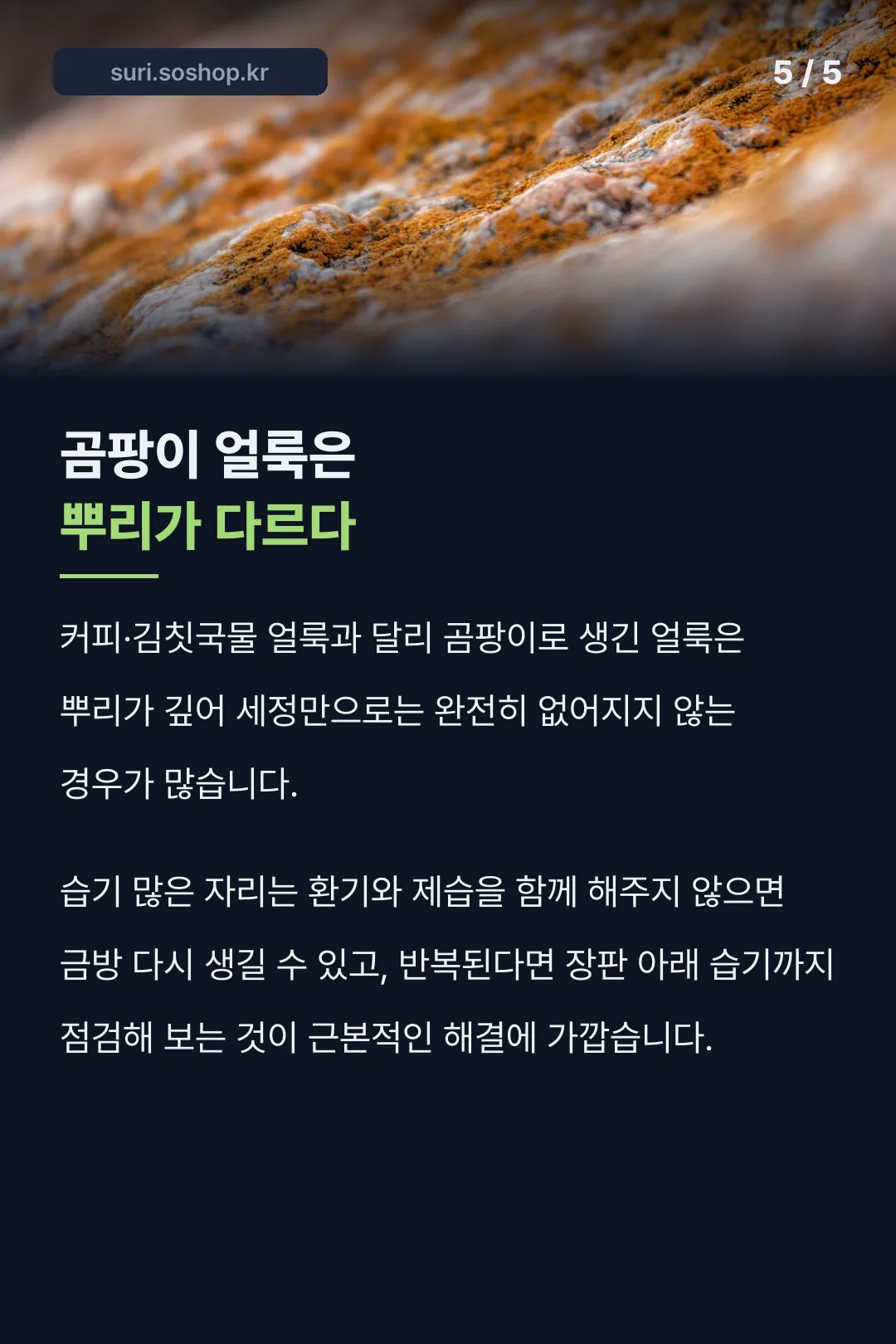 곰팡이 얼룩은 다르다
